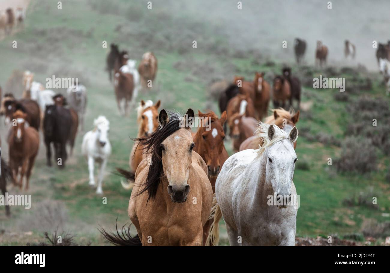 Un troupeau coloré de chevaux de ranch longeant des routes poussiéreuses conduit dans les pâturages d'été. Banque D'Images