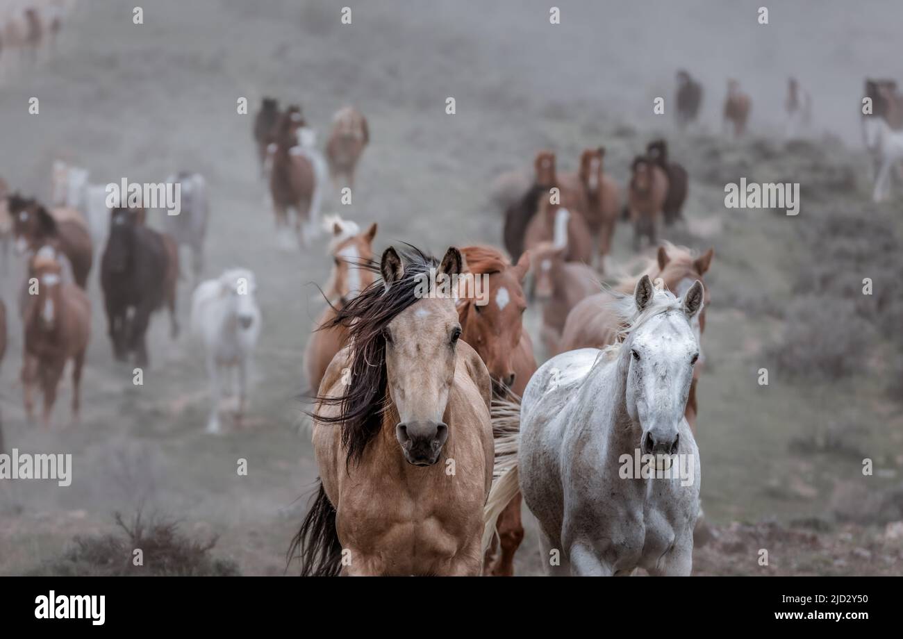 Un troupeau coloré de chevaux de ranch longeant des routes poussiéreuses conduit dans les pâturages d'été. Banque D'Images