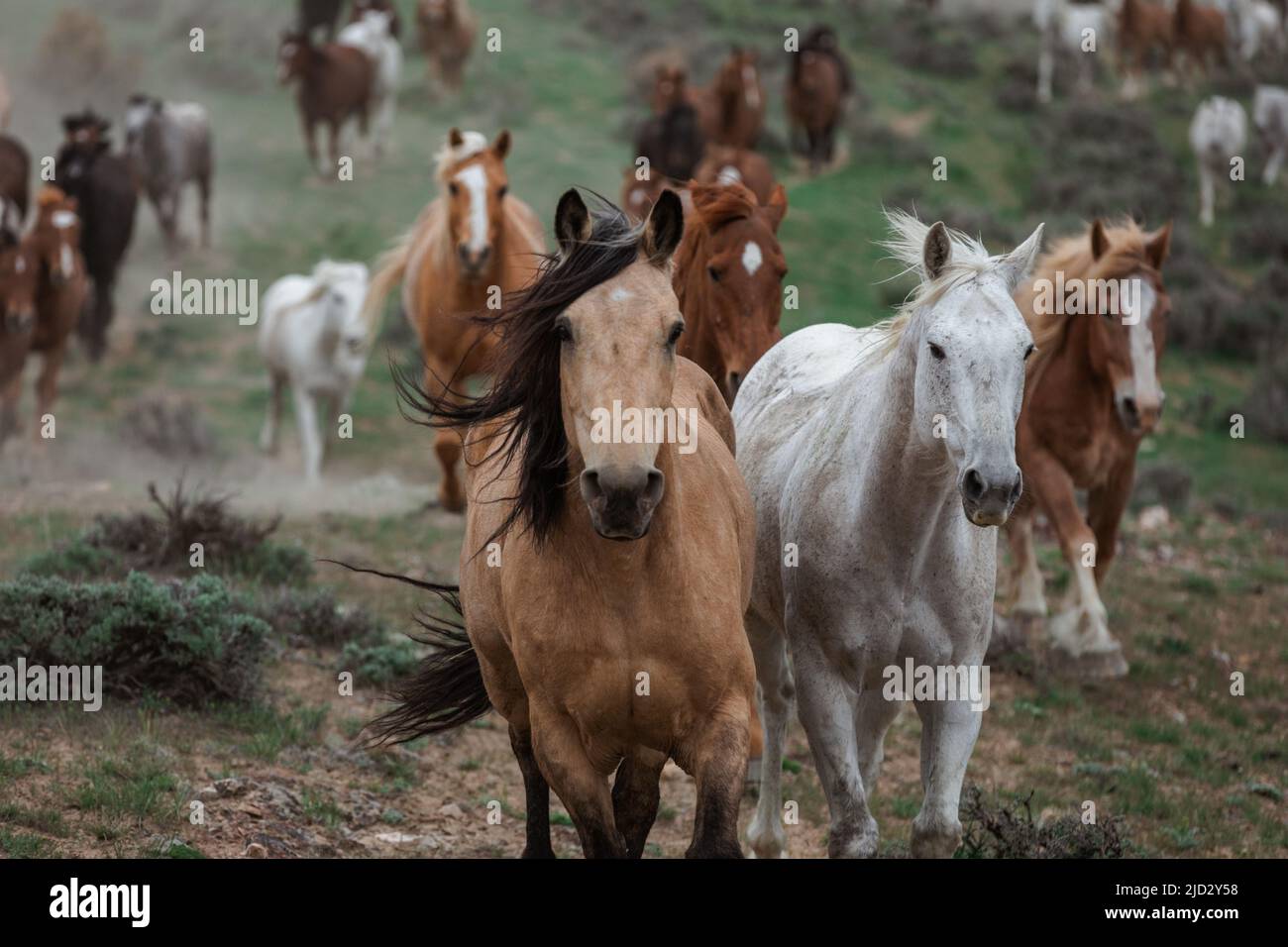 Un troupeau coloré de chevaux de ranch longeant des routes poussiéreuses conduit dans les pâturages d'été. Banque D'Images