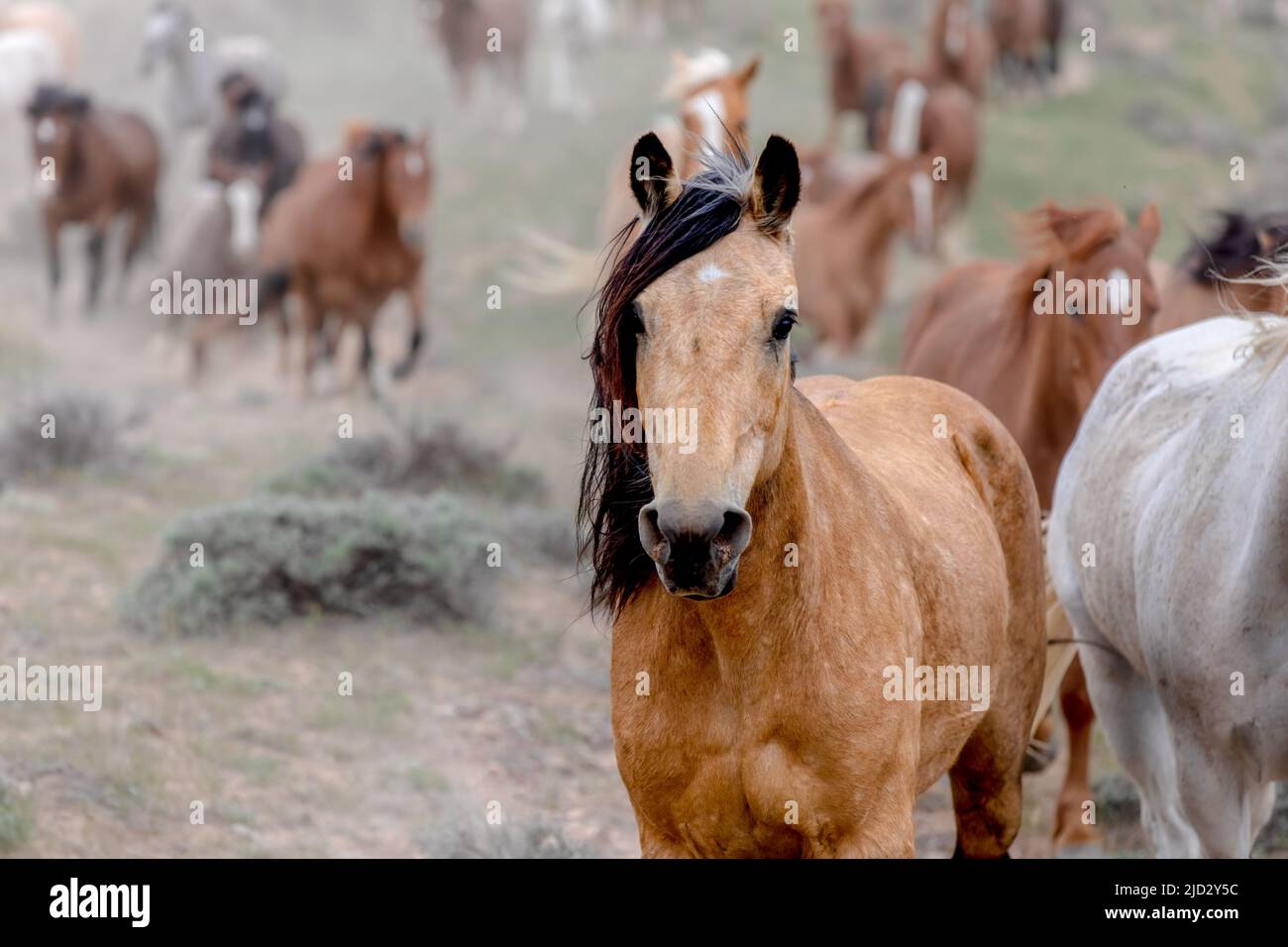 Un troupeau coloré de chevaux de ranch longeant des routes poussiéreuses conduit dans les pâturages d'été. Banque D'Images