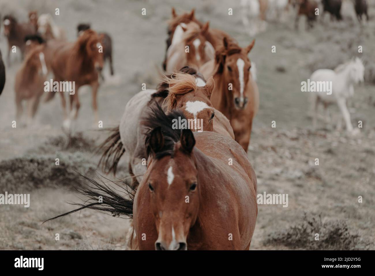 Un troupeau coloré de chevaux de ranch longeant des routes poussiéreuses conduit dans les pâturages d'été. Banque D'Images