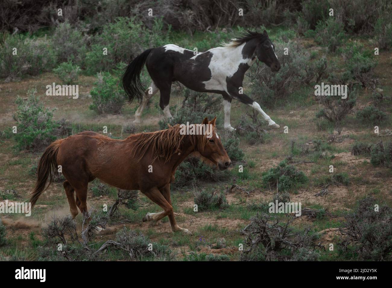 Un troupeau coloré de chevaux de ranch longeant des routes poussiéreuses conduit dans les pâturages d'été. Banque D'Images