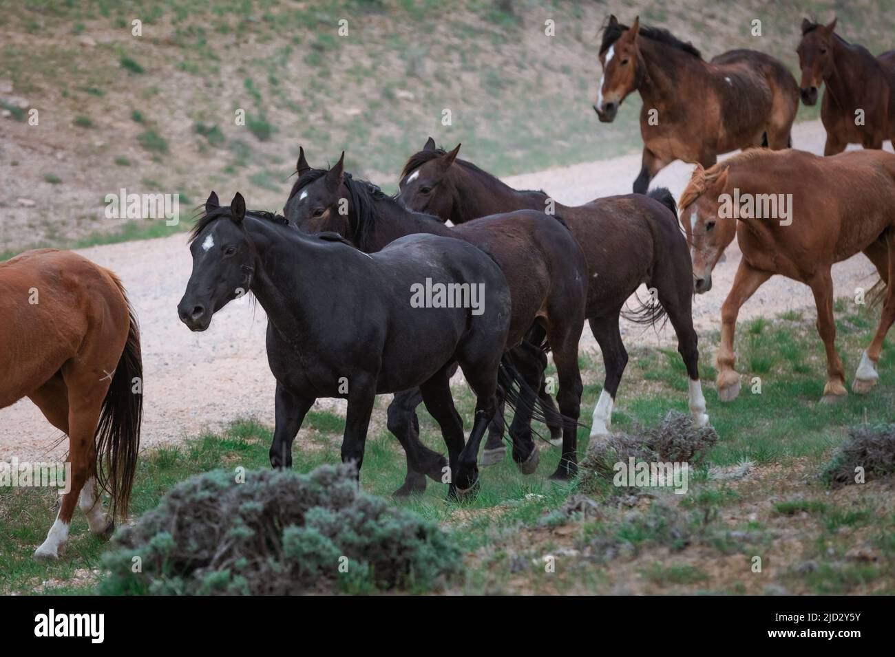 Un troupeau coloré de chevaux de ranch longeant des routes poussiéreuses conduit dans les pâturages d'été. Banque D'Images