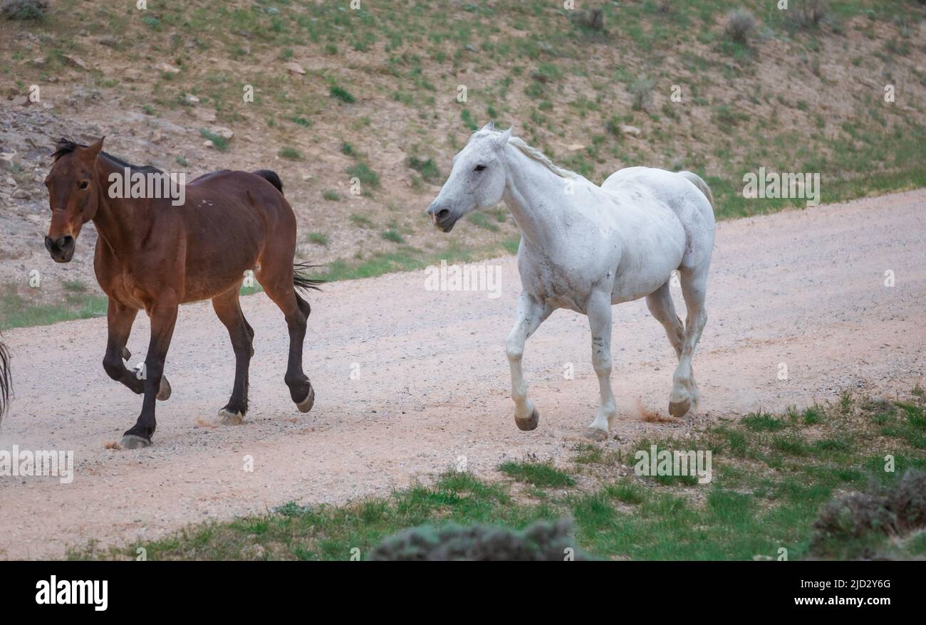 Un troupeau coloré de chevaux de ranch longeant des routes poussiéreuses conduit dans les pâturages d'été. Banque D'Images