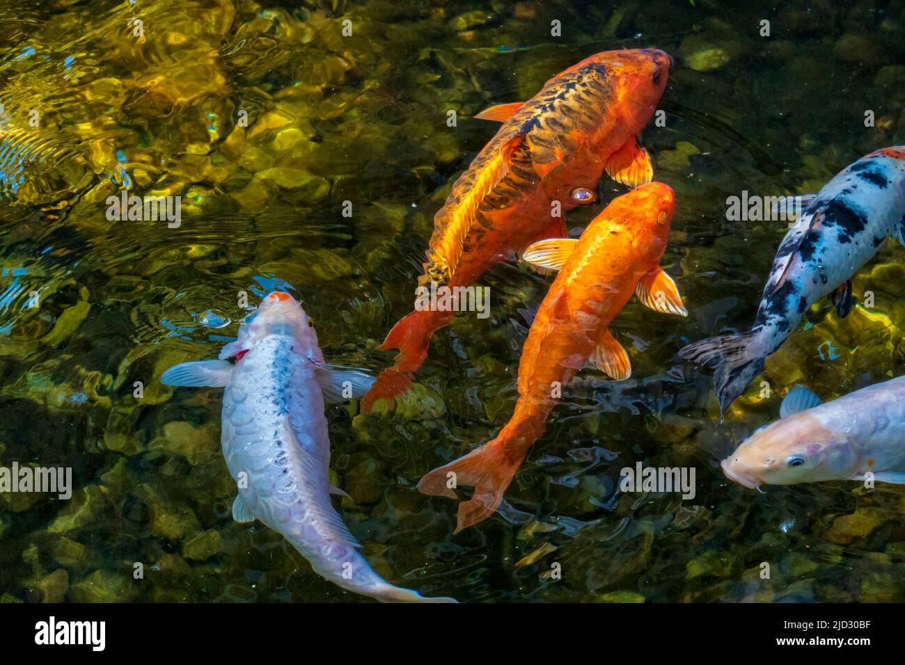 Poisson de carpe de koï doré dans l'étang. Photo de poisson koi qui ressemble à une peinture à l'aquarel Banque D'Images