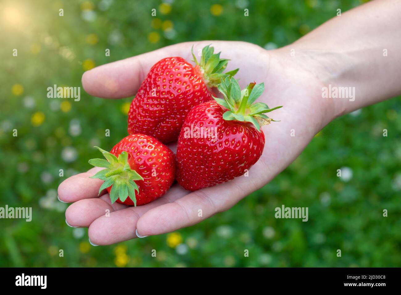 À la main avec de la fraise fraîche juteuse. Des baies fraîches s'enraillent du jardin. Cadeaux d'été. Banque D'Images