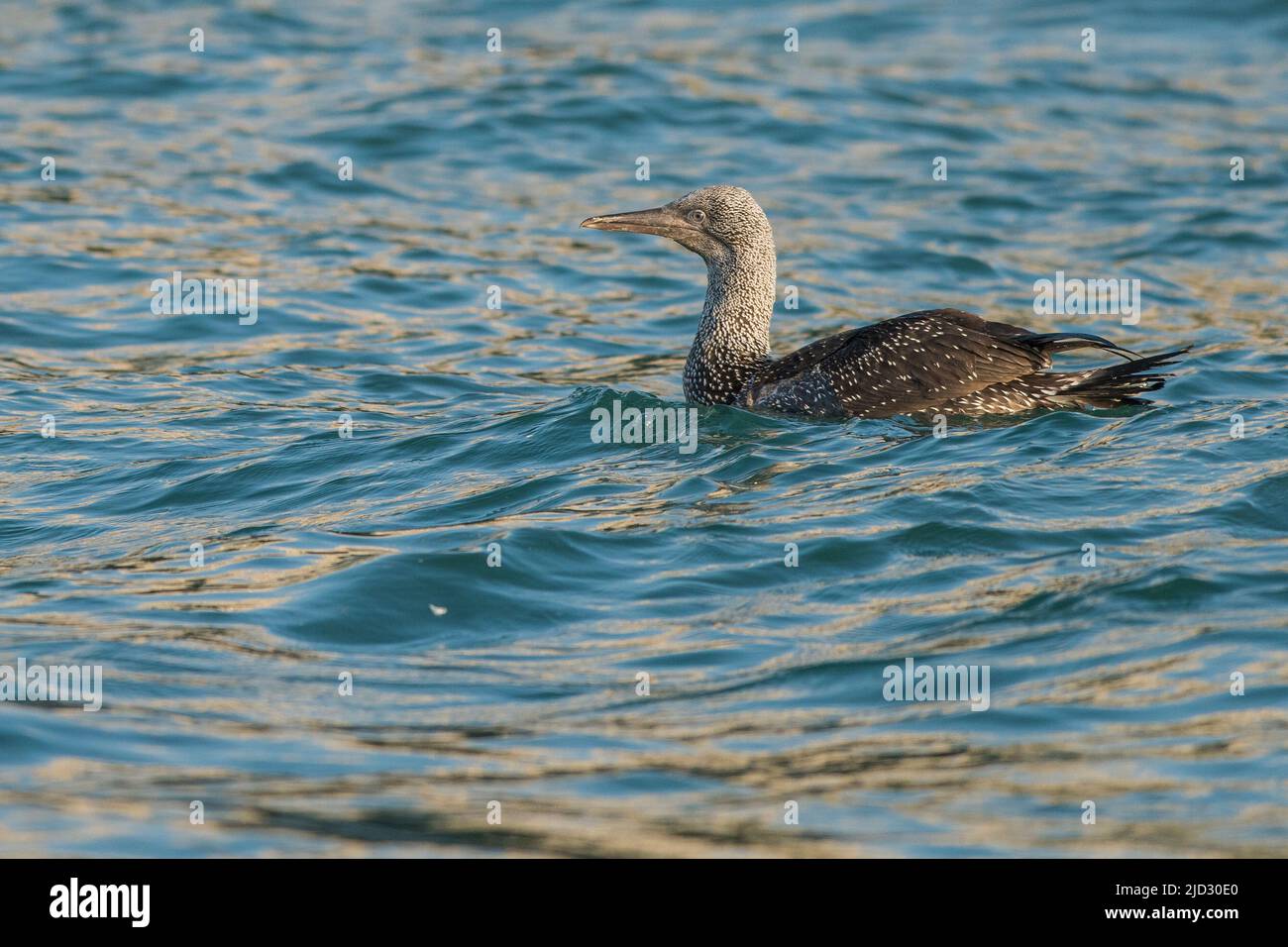Gick juvénile (Sula bassana) sur l'eau, Grassholm, Royaume-Uni, pays de Galles Banque D'Images