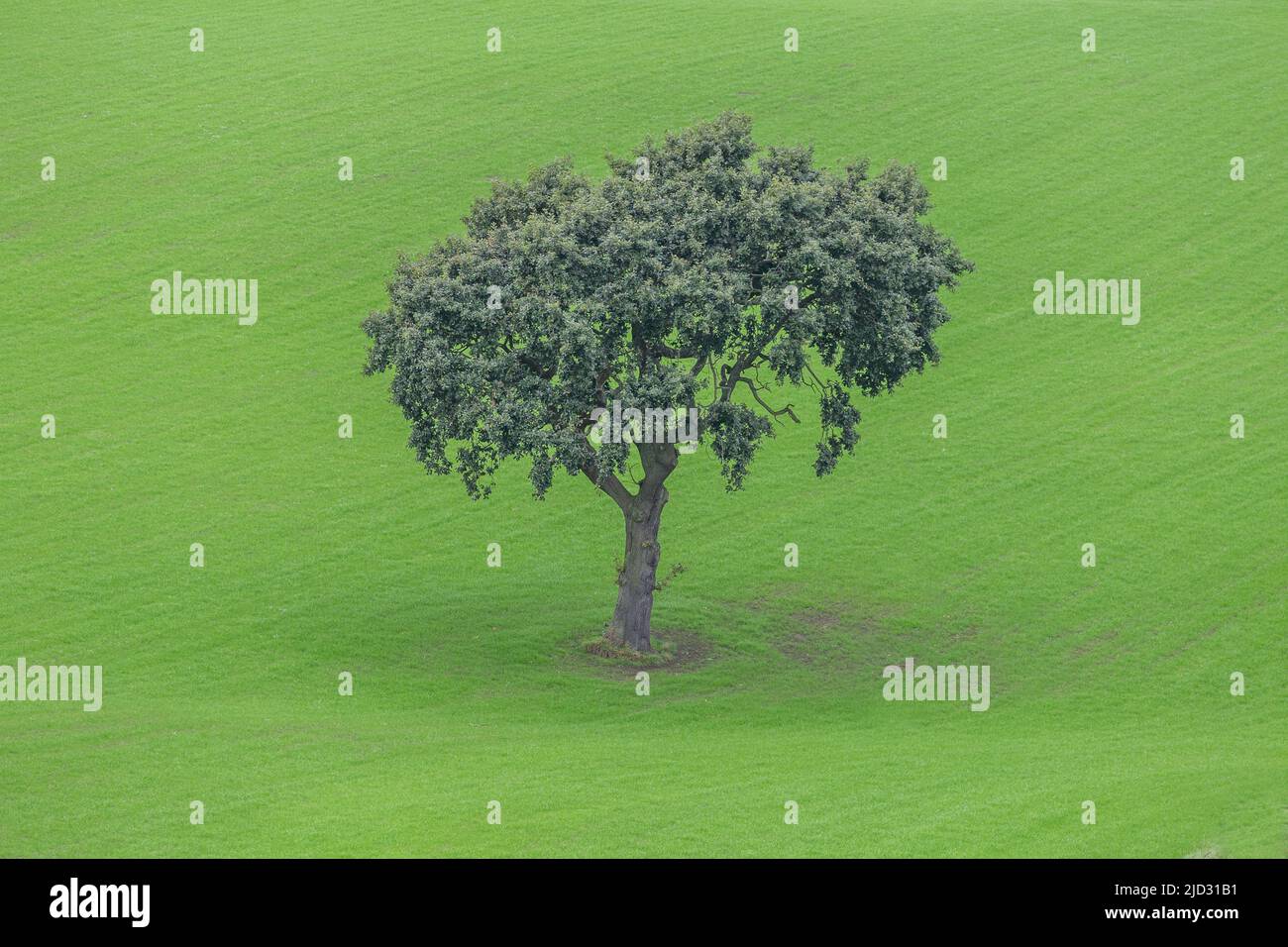Un chêne unique dans un champ anglais à Baildon, dans le Yorkshire. Banque D'Images