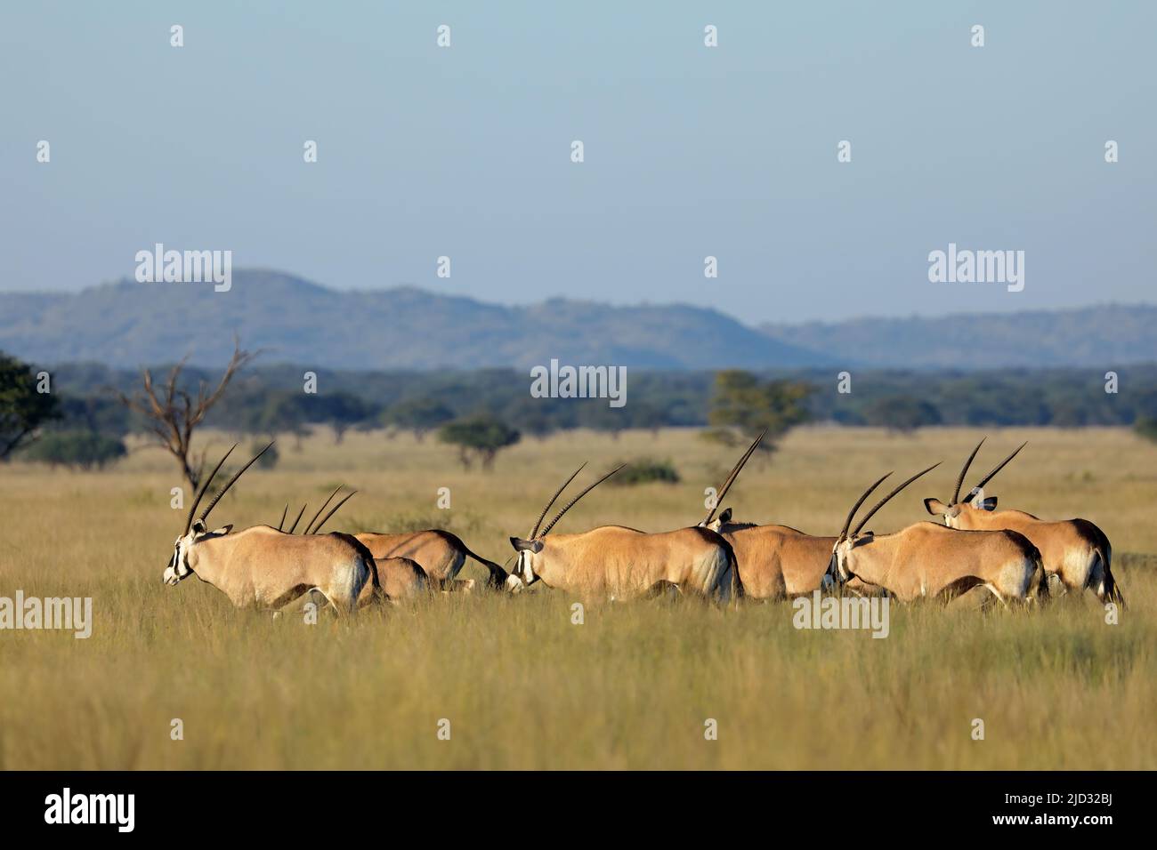 Antilopes de Gemsbok (Oryx gazella) marchant dans les prairies, parc national de Mokala, Afrique du Sud Banque D'Images