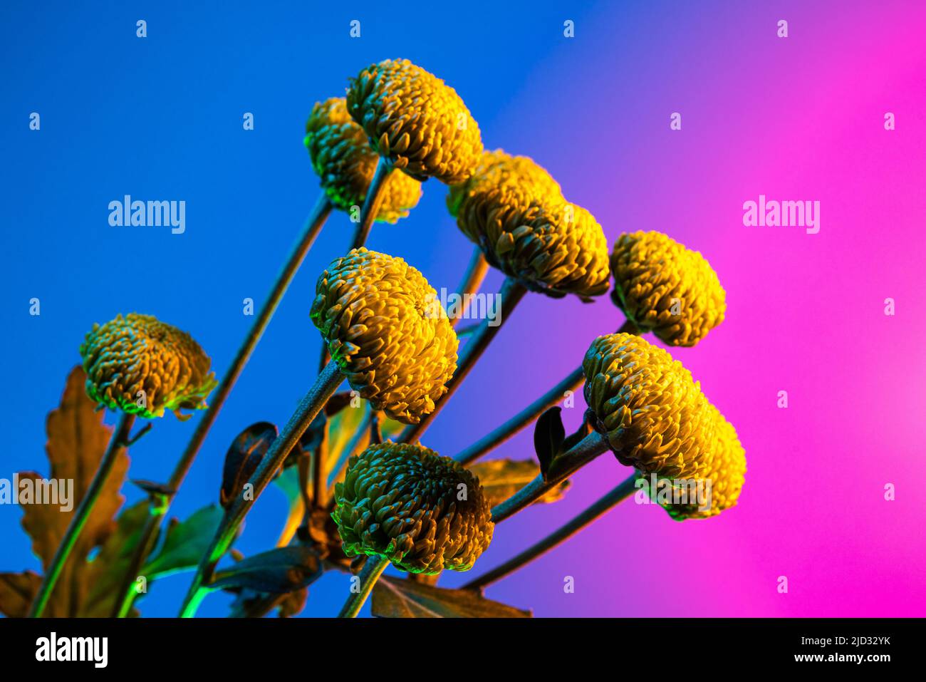 Fleurs vivantes, composition florale créative sur fond bleu et rose à la lumière du néon. Concept de fleuriste, décorations, créativité, décor Banque D'Images