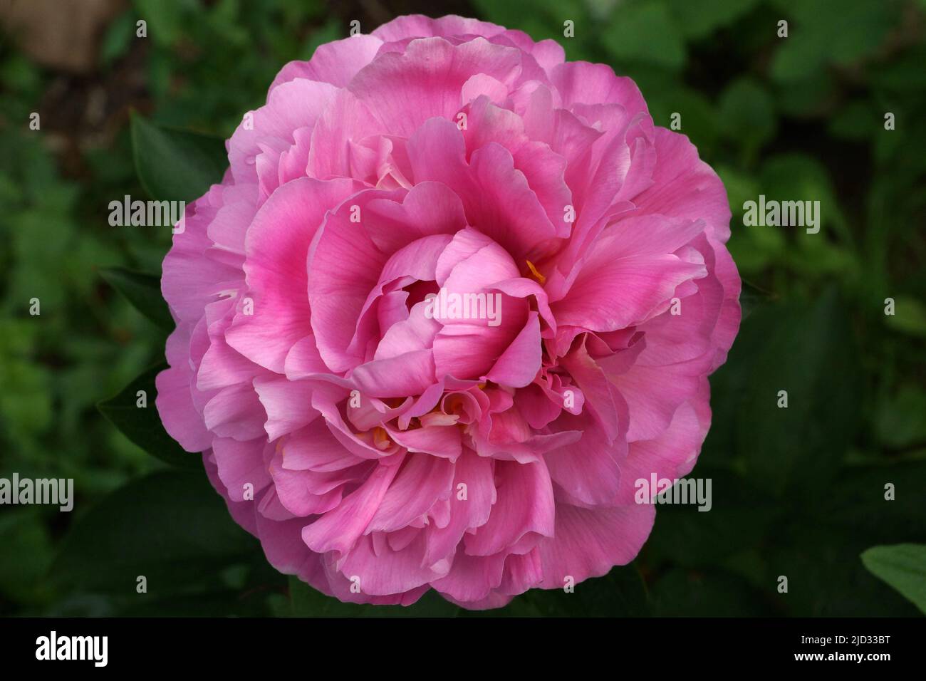 Paeonia Juliska. Fleur de pivoine rose double. Paeonia Hybride. Banque D'Images