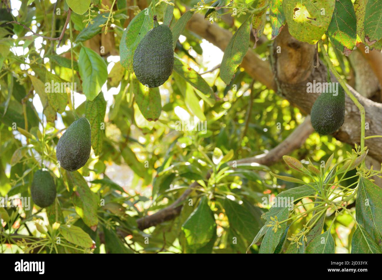 Avocado hass fruit suspendu dans un arbre d'avocat Banque D'Images