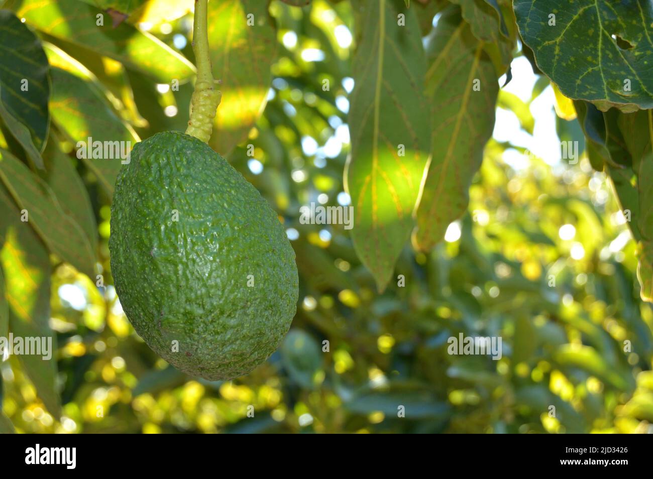 Avocado hass fruit dans un arbre d'avocat Banque D'Images