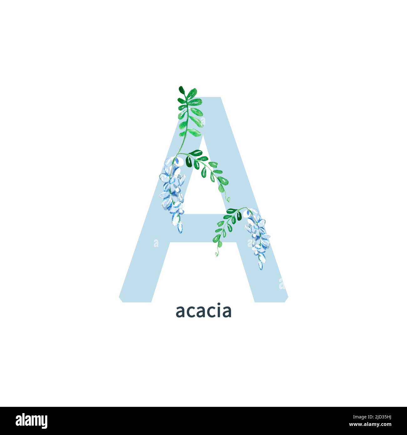 Lettre A, fleur d'acacia ABC alphabet botanique. Illustration aquarelle isolée sur fond blanc. Banque D'Images