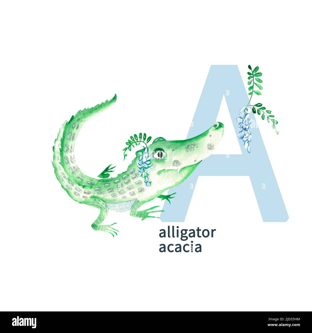 Lettre A, alligator, acacia, enfants mignons animaux colorés et fleurs alphabet ABC. Illustration aquarelle isolée sur fond blanc. Banque D'Images