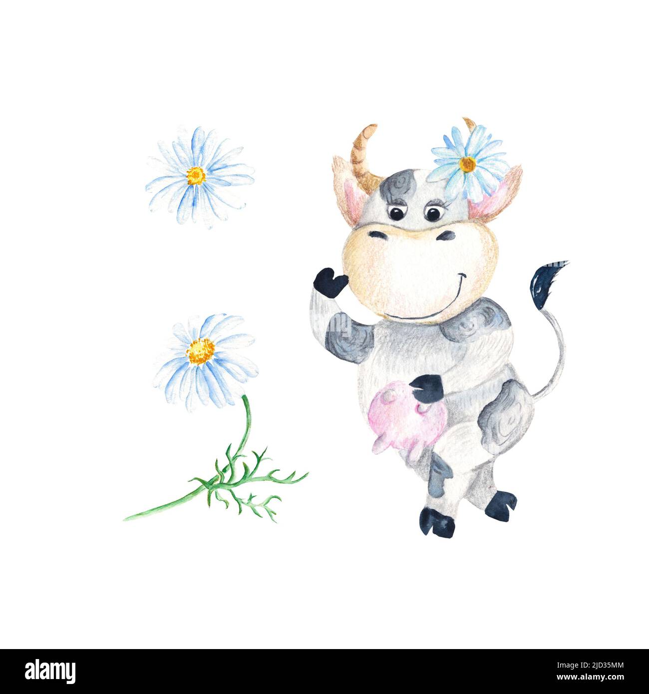 Petite vache avec camomille isolée sur fond blanc. Illustration aquarelle dessinée à la main. Banque D'Images