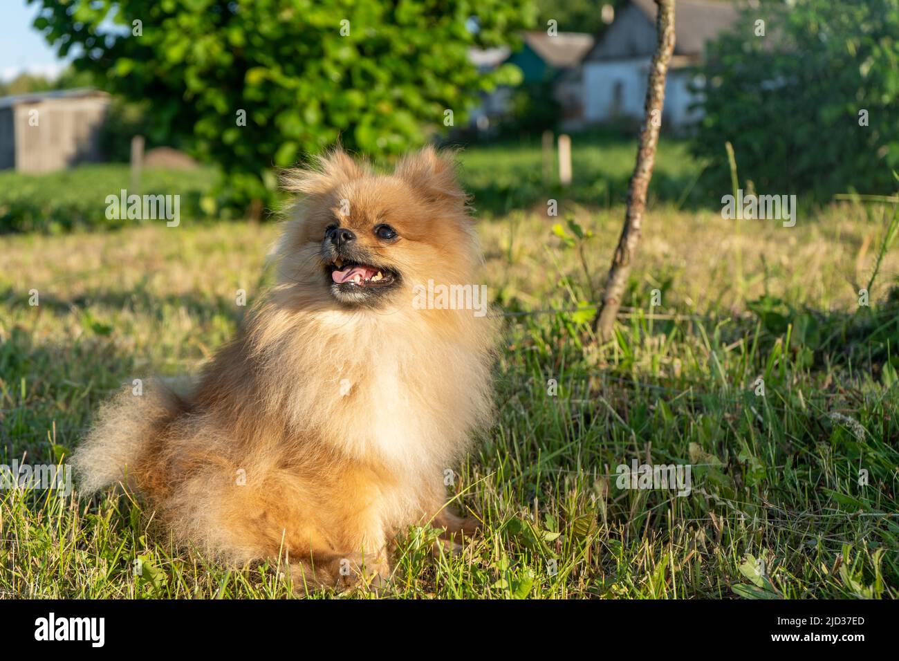 Petit chien rouge Spitz assis sur l'herbe et regarder vers le haut Banque D'Images