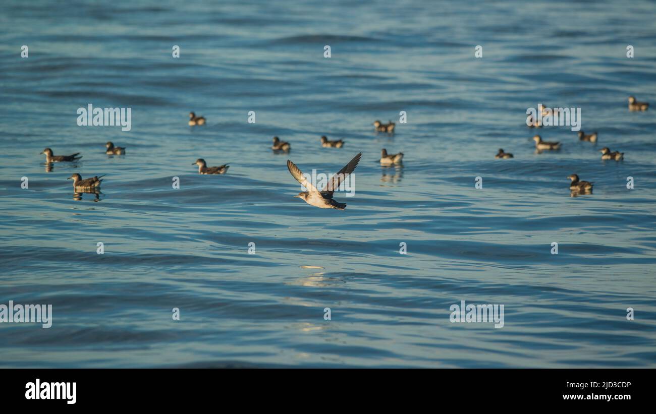 Manx shearwater (Puffinus puffinus) dans la baie de St Brides, pays de Galles, Royaume-Uni Banque D'Images