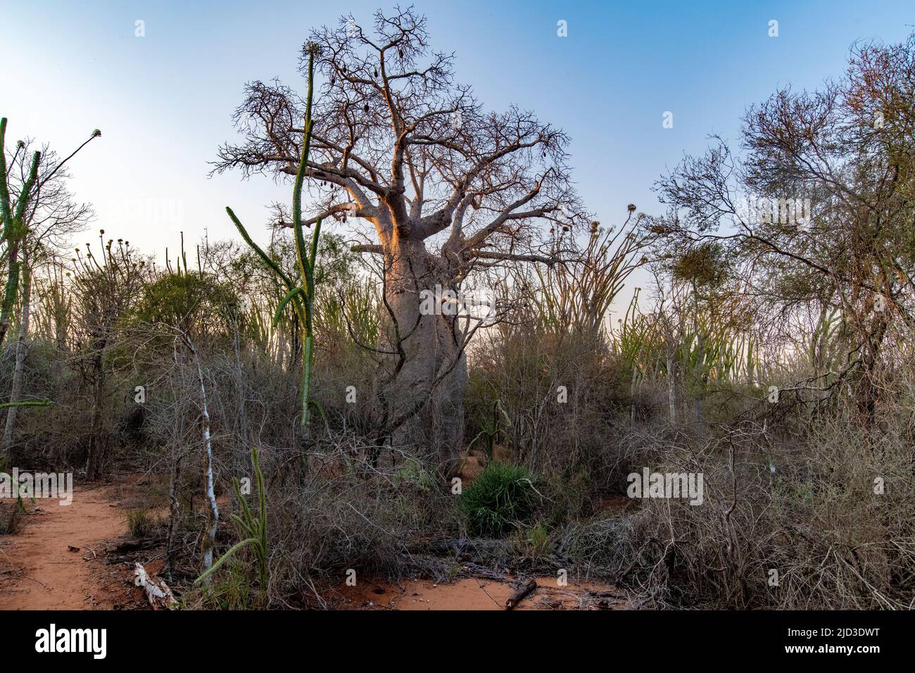 Eparets épineux de Madagascar à la réserve de Berenty (Anosy