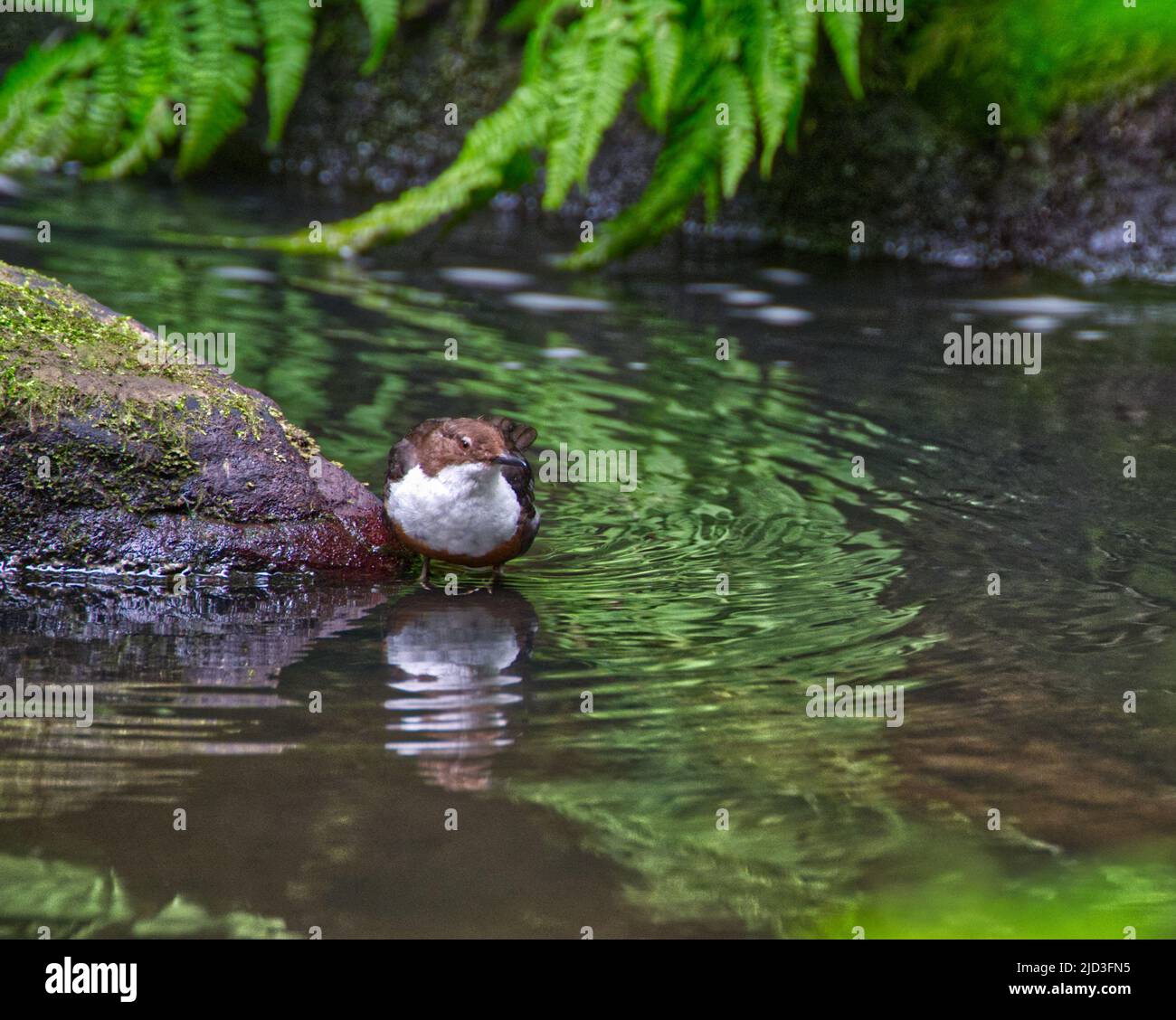 White-throated dipper Banque D'Images