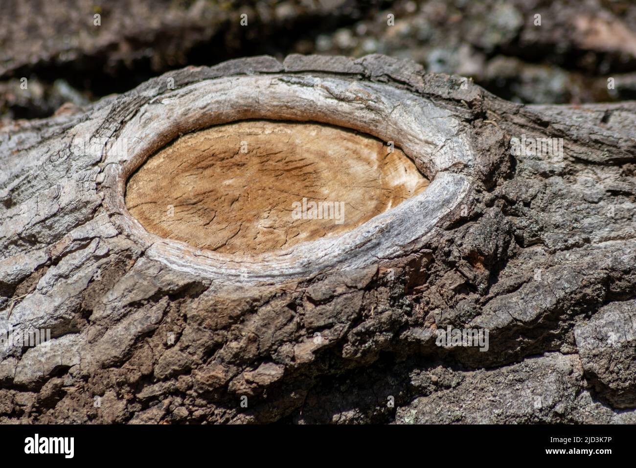 L'écorce d'arbre avec des structures naturelles fines et la patine d'écorce d'arbre rugueuse comme fond naturel et écologique montre une belle dans les tons gris Banque D'Images