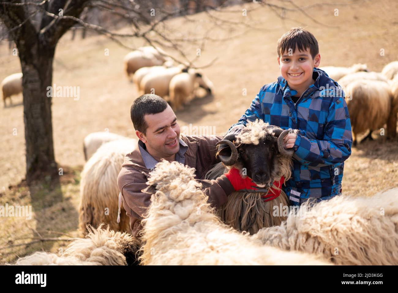 Vue horizontale d'un berger tenant un agneau avec un troupeau de moutons debout au premier plan dans un pâturage clôturé Banque D'Images