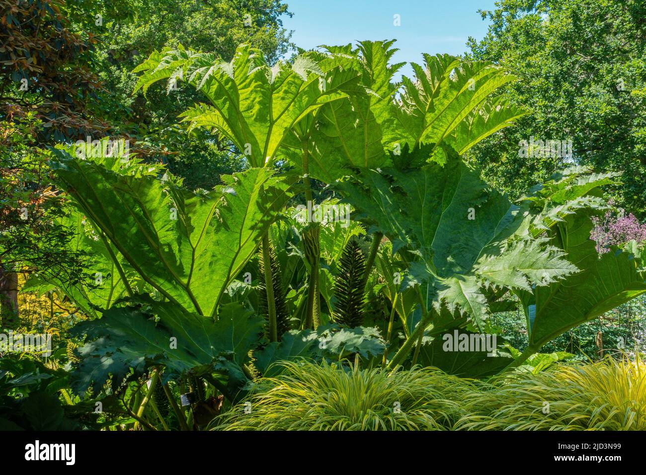 Gunnera chilensis,Rhubarb géant,en,juin Banque D'Images