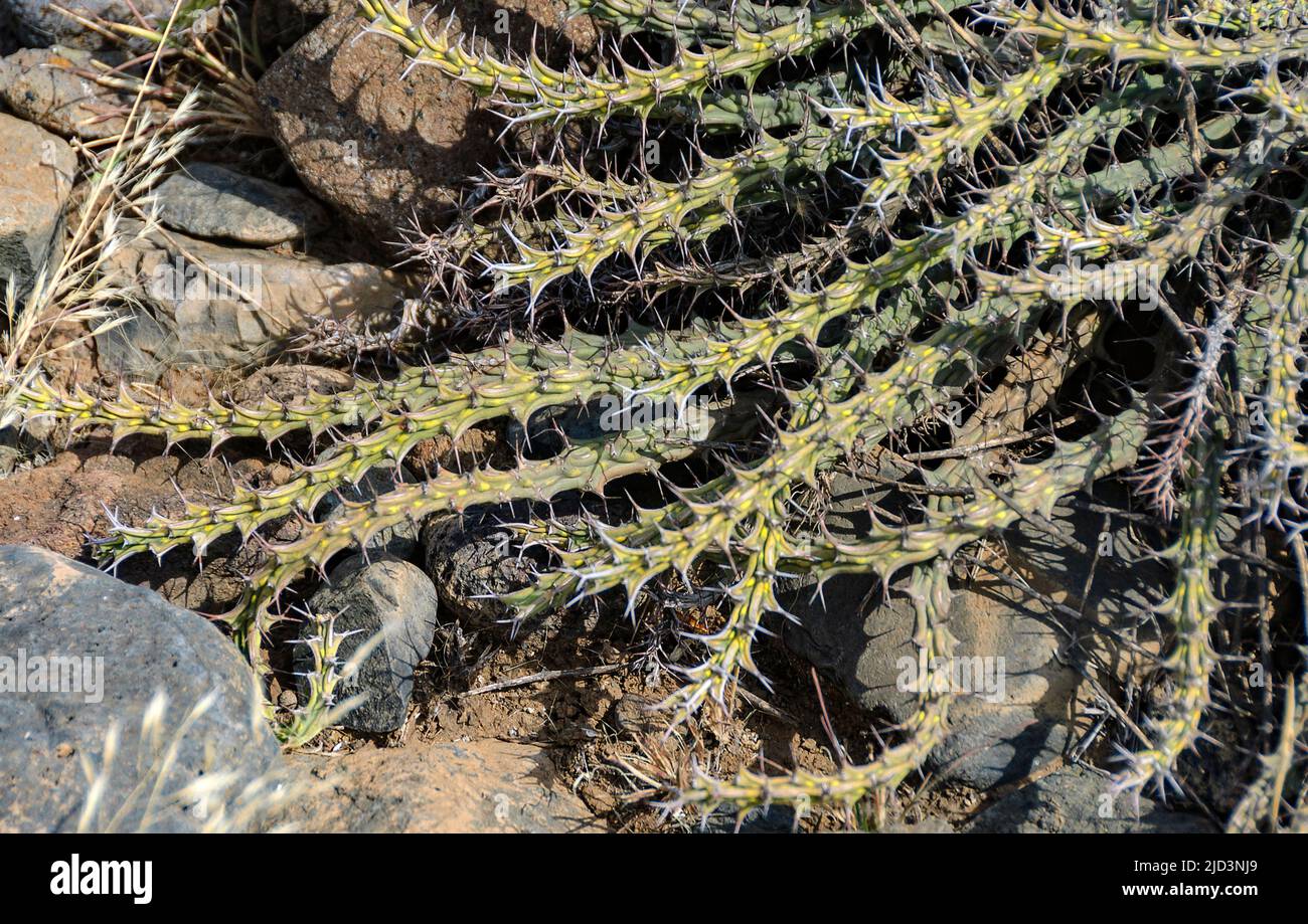 Euphorbia sp. (Peut-être E. unligiana) d'Engaruka, Tanzanie. Banque D'Images