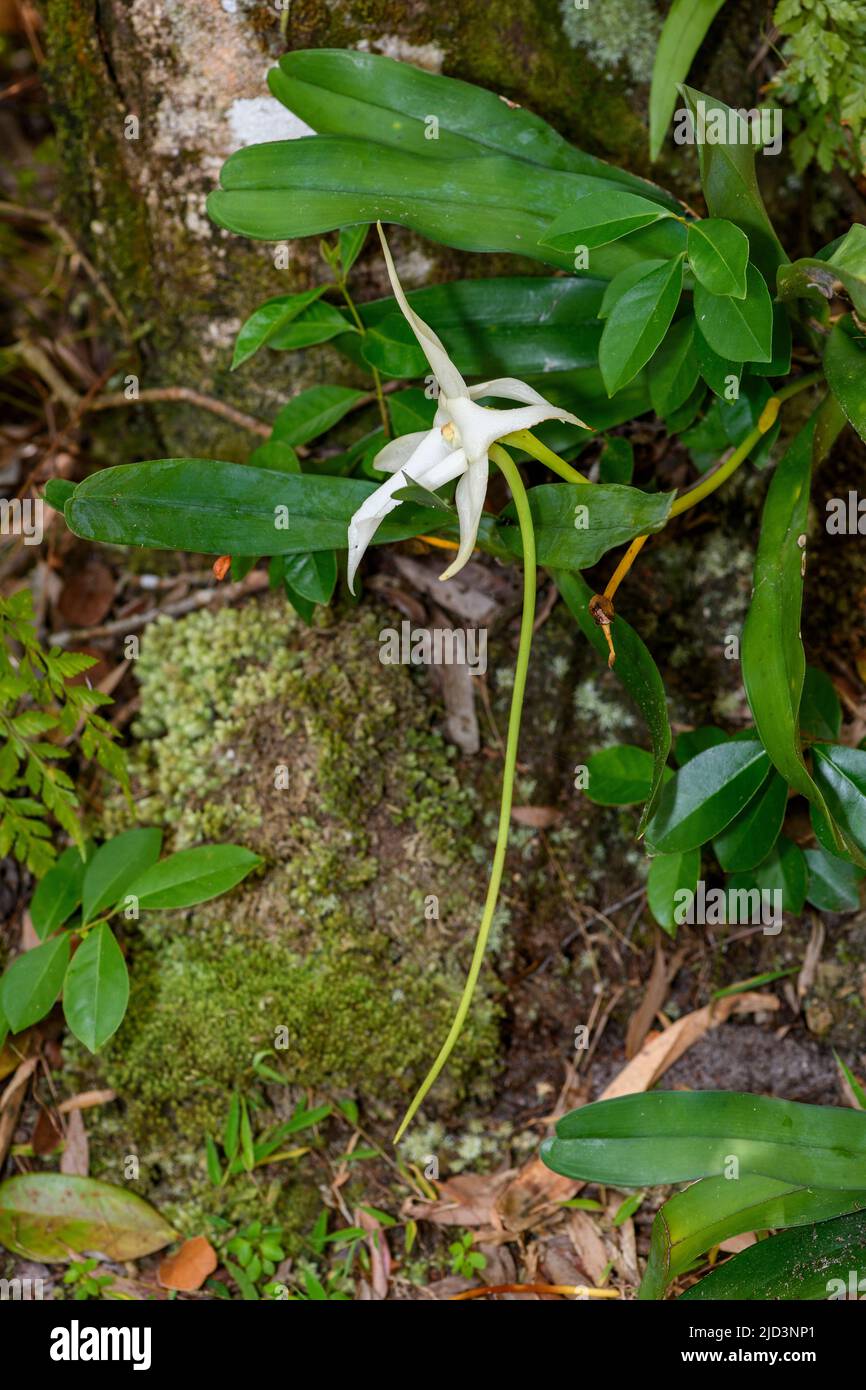 L'orchidée de Darwin (Angraecum sesquipedale) de la réserve de Palmarium (Ampanakary, Atsinanana), à l'est de Madagascar. Banque D'Images