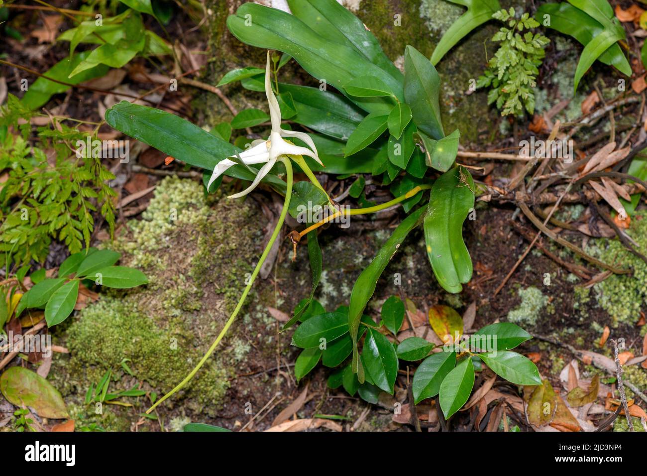 L'orchidée de Darwin (Angraecum sesquipedale) de la réserve de Palmarium (Ampanakary, Atsinanana), à l'est de Madagascar. Banque D'Images