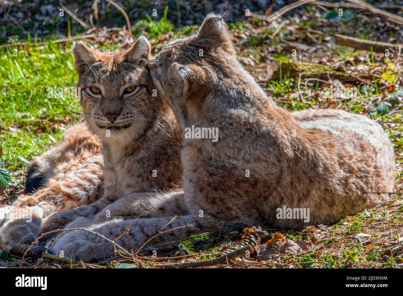 Deux lynx eurasiens s'abadissent et se câlindent un jour ensoleillé Banque D'Images