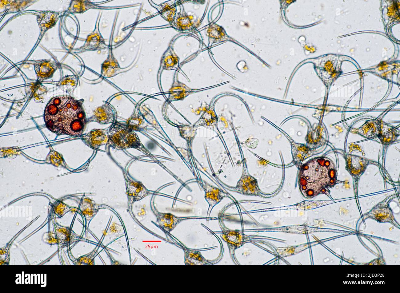 Dinoflagellates du genre Ceratium et deux cellules de Protoperidinium depressum dans un échantillon prélevé dans les eaux du sud de la Norvège au début du J Banque D'Images