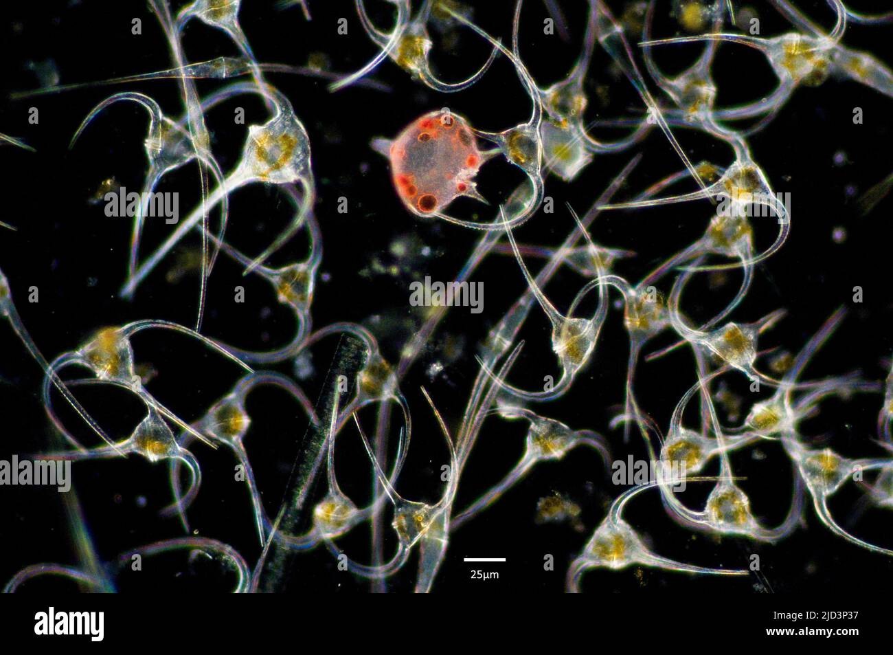 Dinoflagellates du genre Ceratium et deux cellules de Protoperidinium depressum dans un échantillon prélevé dans les eaux du sud de la Norvège au début du J Banque D'Images