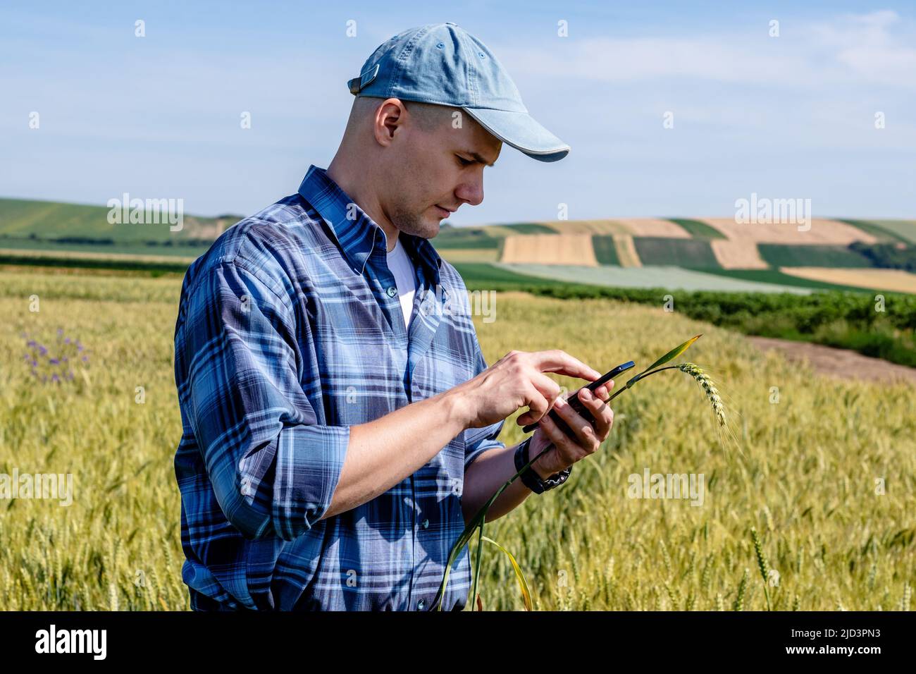Agriculteur se tenant dans le champ de blé en estimant le rendement à l'aide d'une application pour smartphone. Agronome évaluer la qualité du grain de blé. Banque D'Images