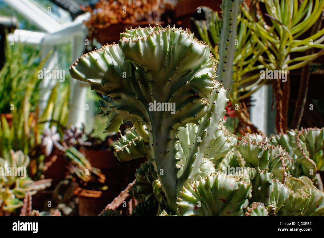 Corail Cactus - Euphorbia lactea plante en serre. New Hampshire Banque D'Images