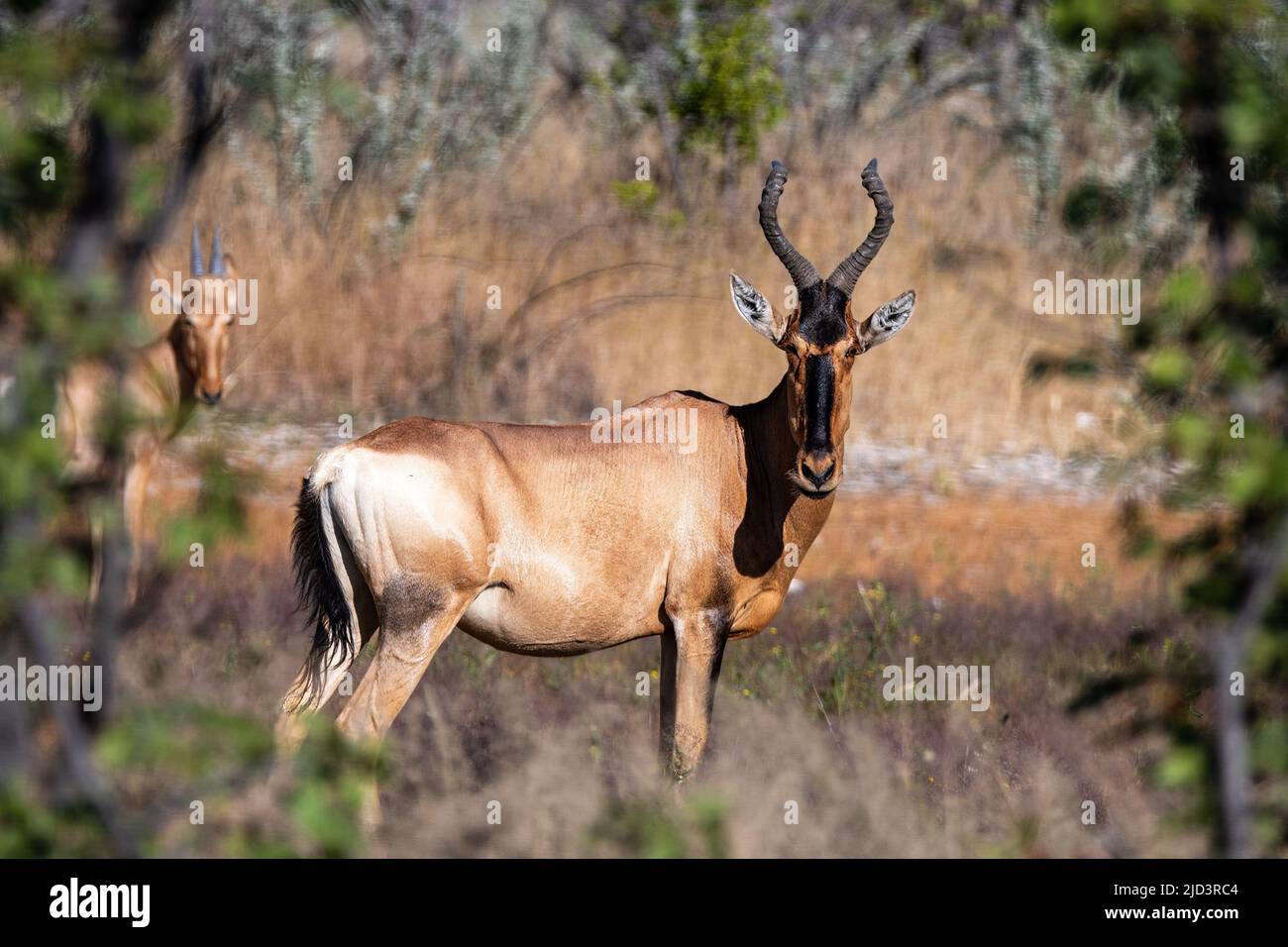 Hartebeest rouge dans la brousse d'Etosha Nationalparc Namibie Banque D'Images