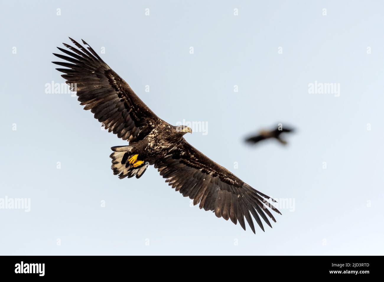 Aigles à queue blanche (Haliaeetus albicilla) d'Egersund, au sud-ouest de la Norvège. Banque D'Images