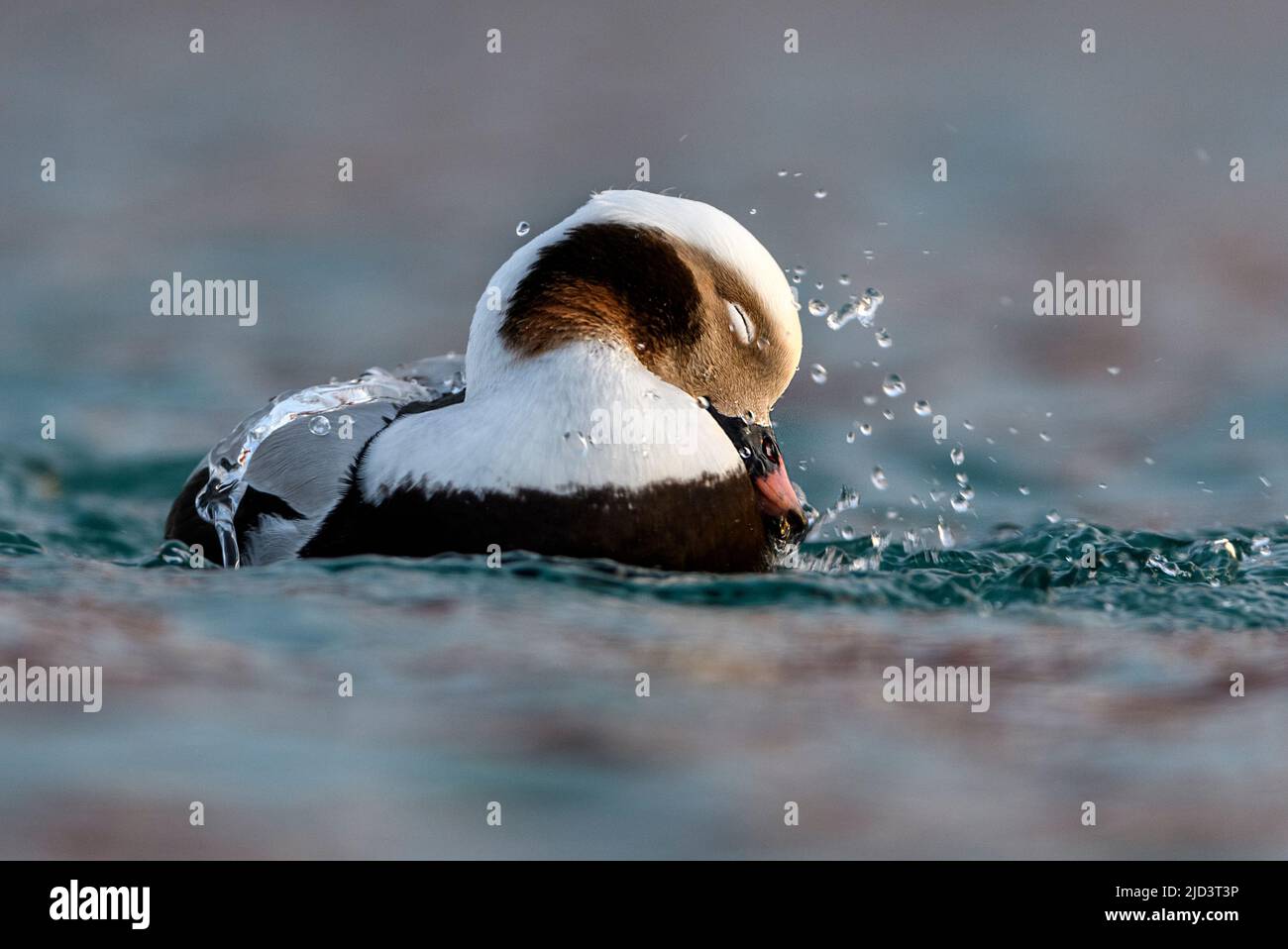 Canard à queue longue (Clangula hyemalis, mâle) de Baatsfjord, Finnmark, Norvège. Banque D'Images