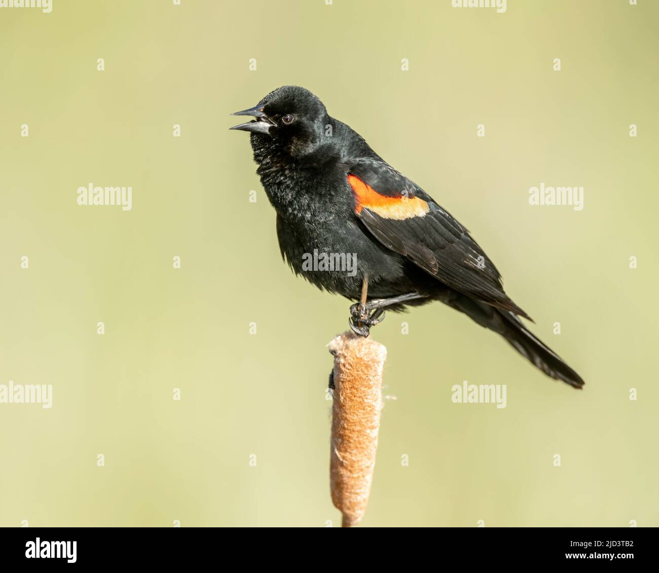 blackbird ailé (Agelaius phoeniceus), Kamloops, Canada, Amérique du Nord Banque D'Images