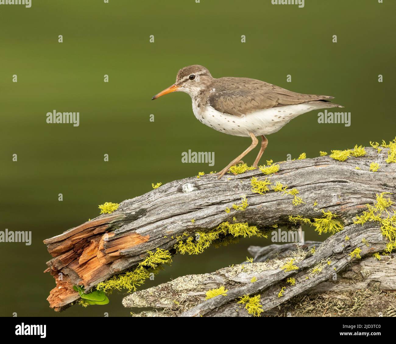 Sandpiper tacheté (Actitis macularius), Kamloops Canada, Amérique du Nord Banque D'Images