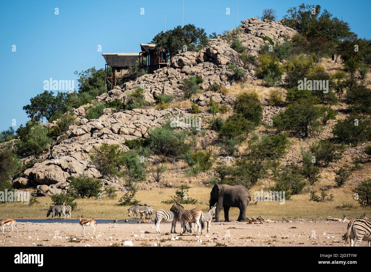 Des éléphants, des zèbres et des springboks dans un trou d'eau en face d'un Lodge dans le parc national d'Etosha en Namibie Afrique Banque D'Images
