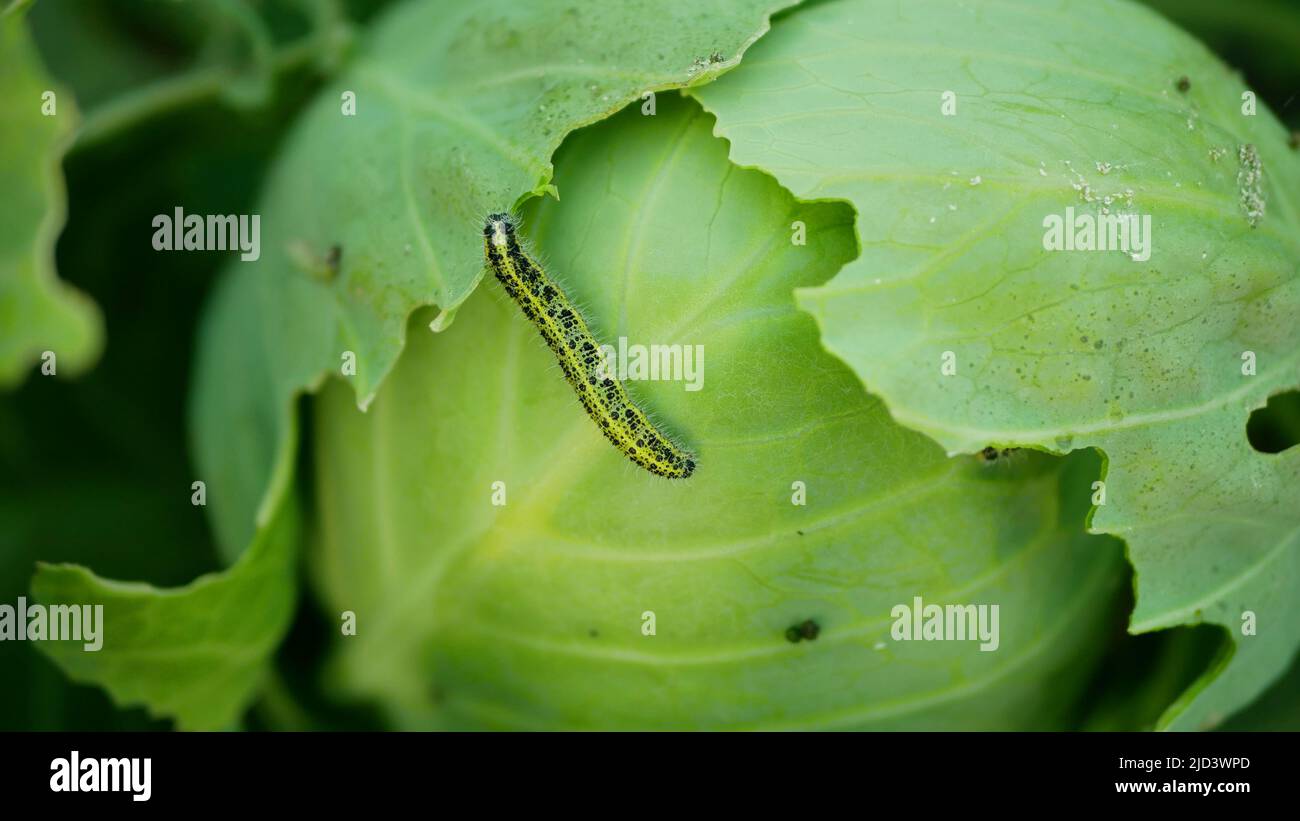 Champ de papillons de chou de Caterpillar grands trous de mordus de feuilles blanches manger grignoteuse papillon vert Pieris brassicae cole cultures parasite blanc, ferme Banque D'Images