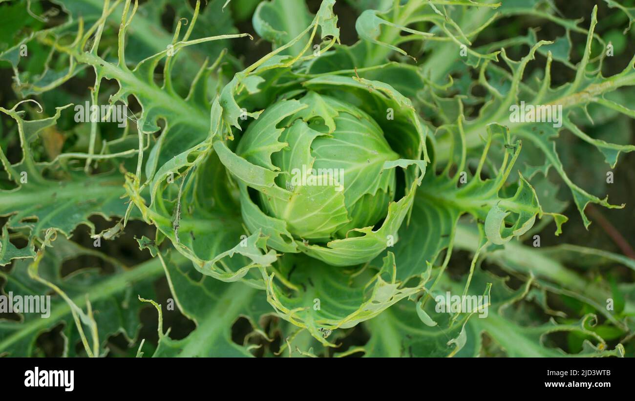 Champ de papillons de chou de Caterpillar grands trous de mordus de feuilles blanches manger grignoteuse papillon vert Pieris brassicae cole cultures parasite blanc, ferme Banque D'Images