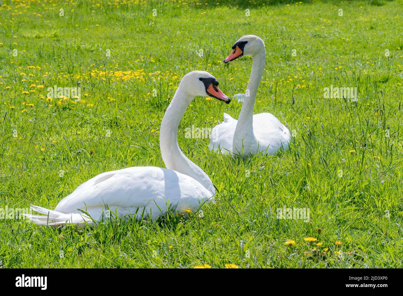 Deux cygnes reposant sur une pelouse verte au printemps. Banque D'Images