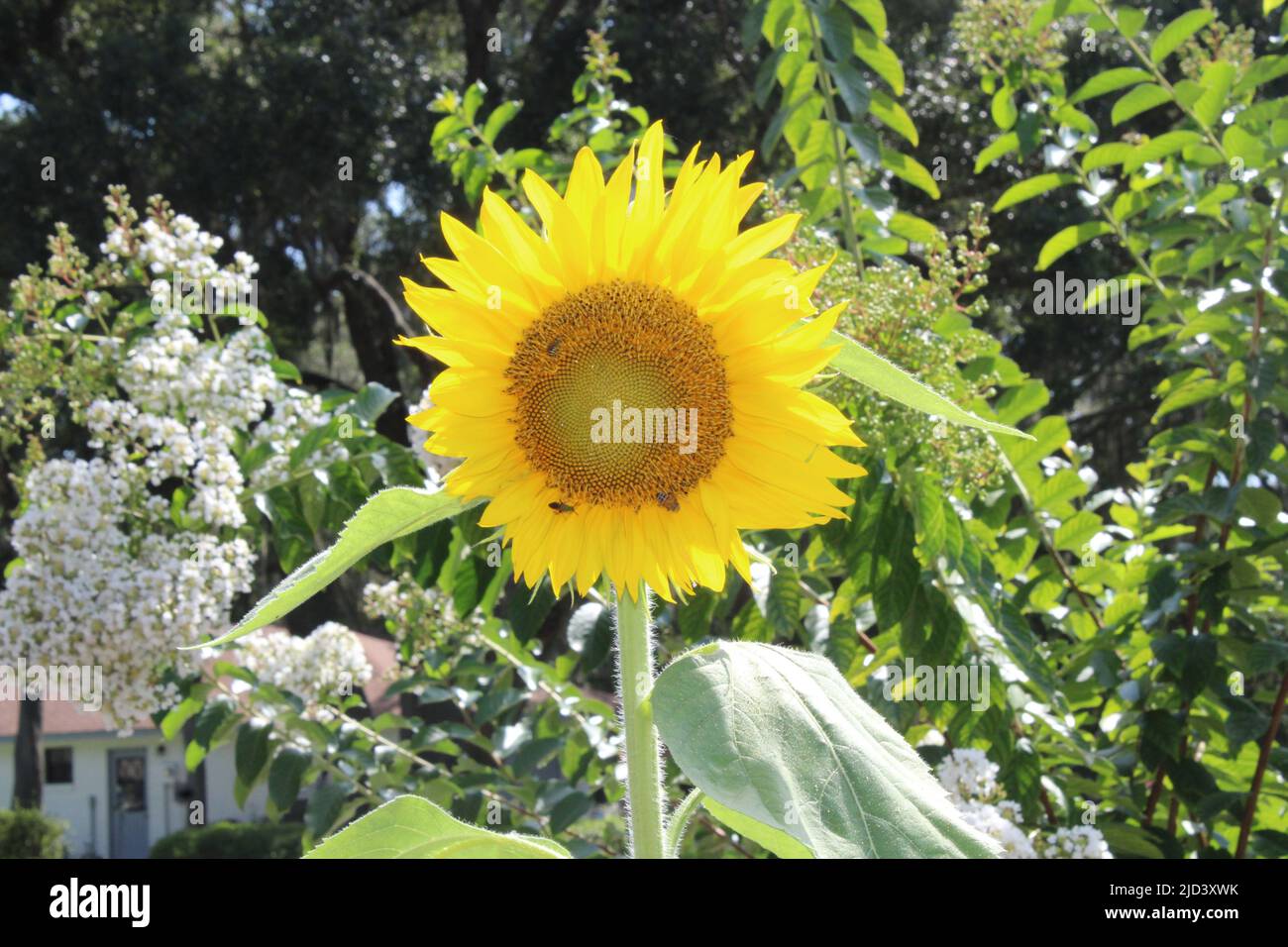 Belle tournesol avec abeilles en présence Banque D'Images