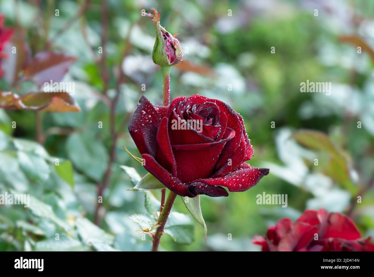 rose rouge Banque D'Images