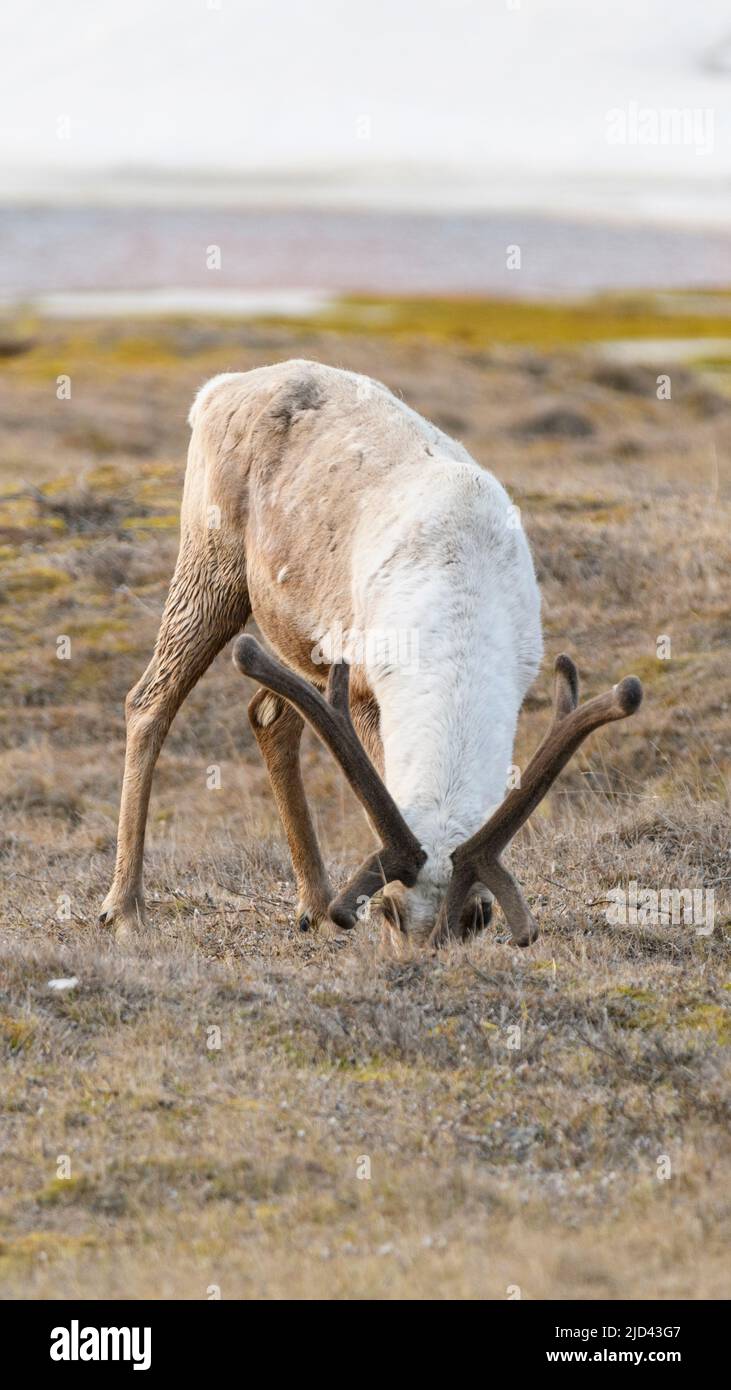 Brouette de caribou en Alaska de Deadhorse Banque D'Images