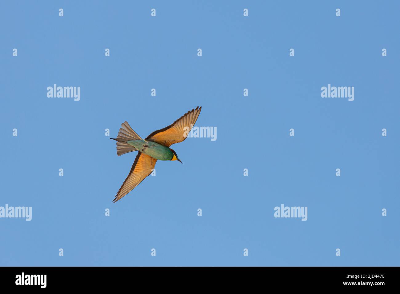 Oiseau d'abeille volant avec des ailes ouvertes en Turquie Banque D'Images