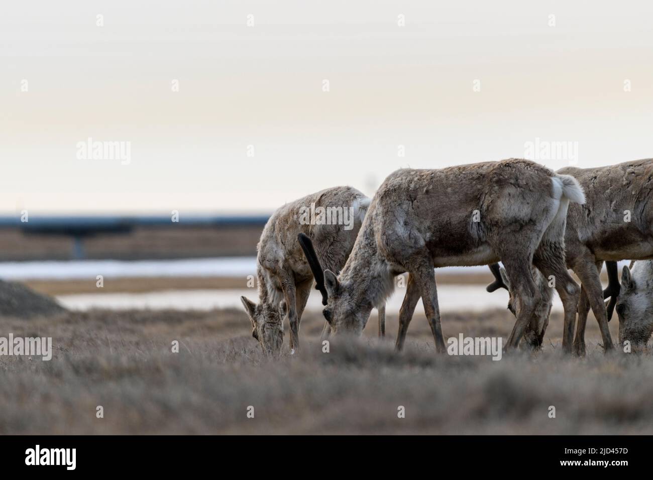 Brouette de caribou en Alaska de Deadhorse Banque D'Images