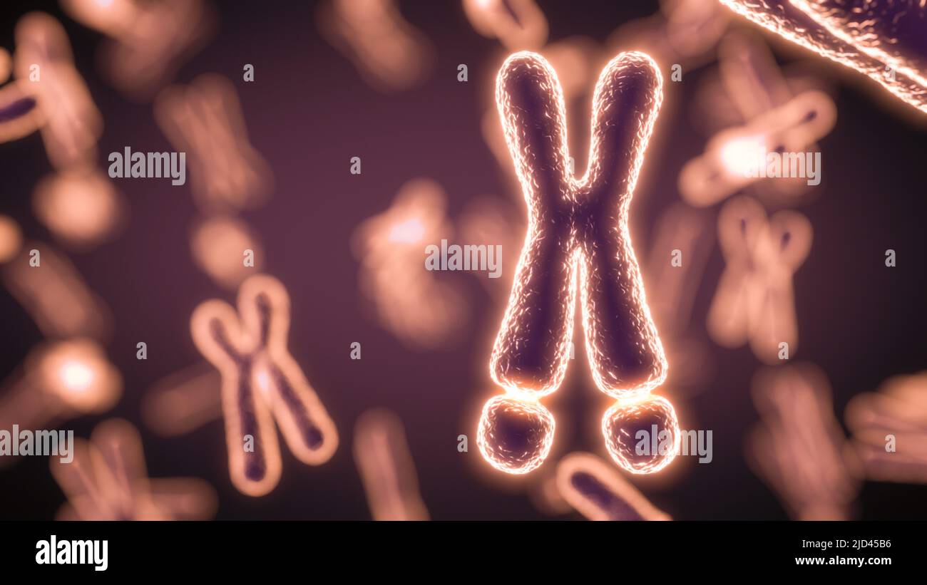 Chromosome X fragile, illustration Banque D'Images